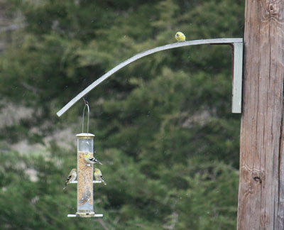 Finches